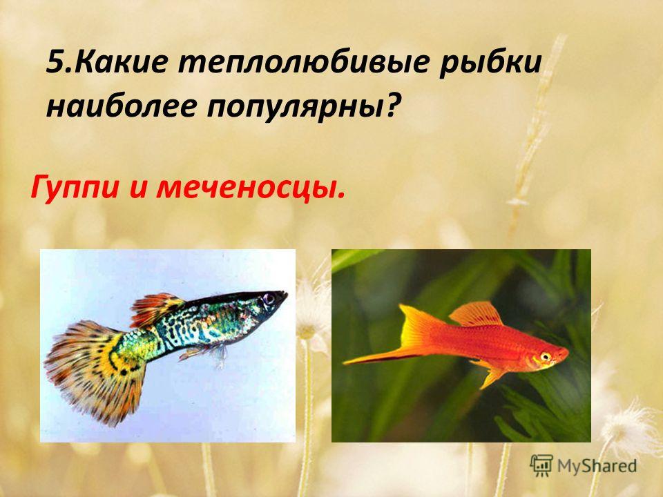 5.Какие теплолюбивые рыбки наиболее популярны? Гуппи и меченосцы.