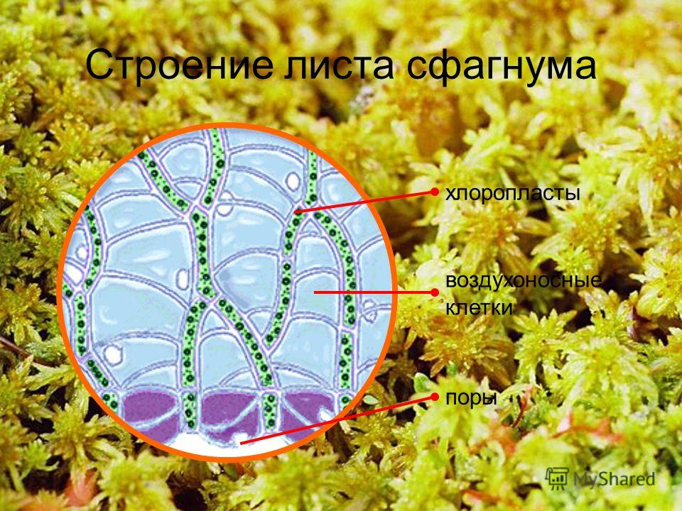 10 Строение листа сфагнума хлоропласты воздухоносные клетки поры