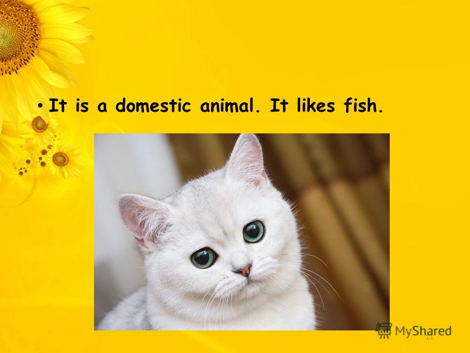It is a domestic animal. It likes fish. 11