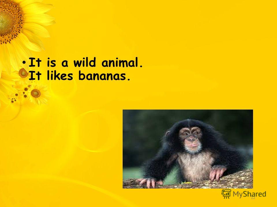 It is a wild animal. It likes bananas. 12