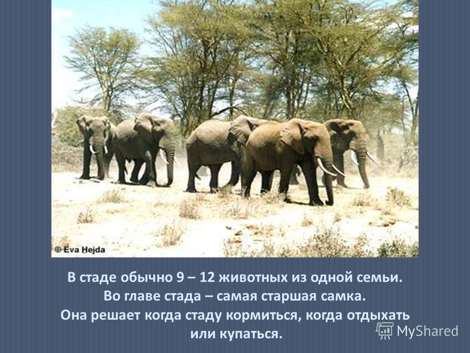 Слоны живут стадами