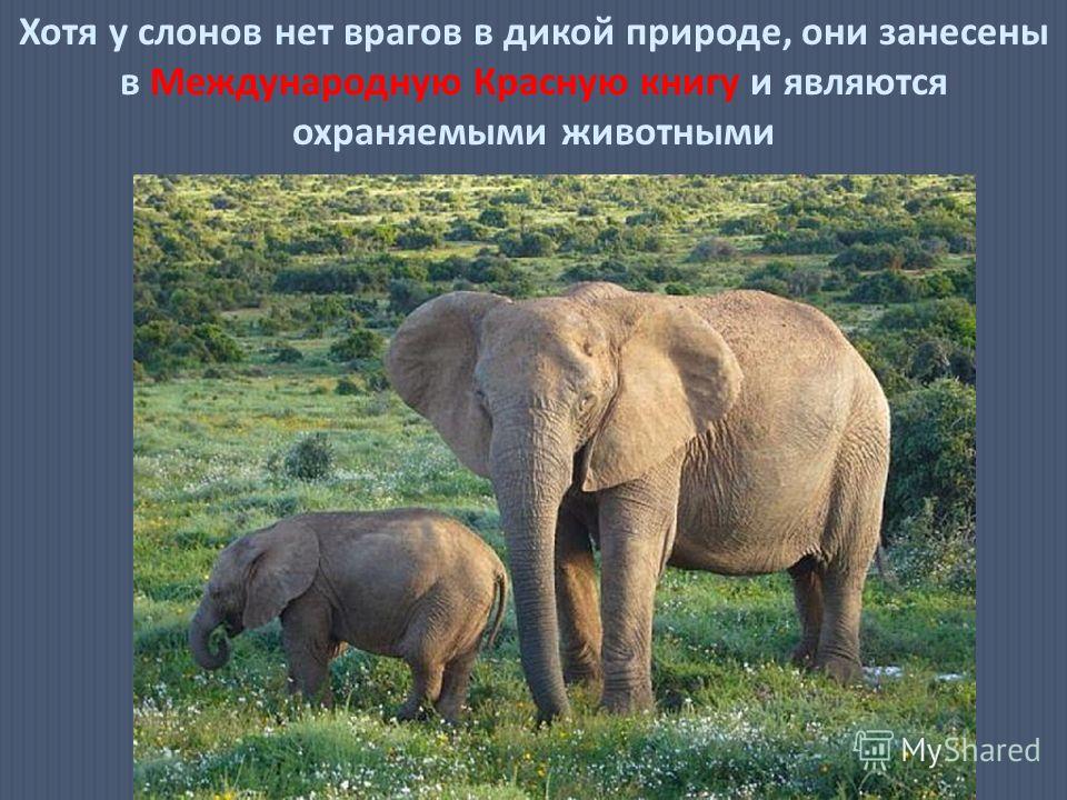 Слоны очень сильные, умные и добрые животные. добрые животные.