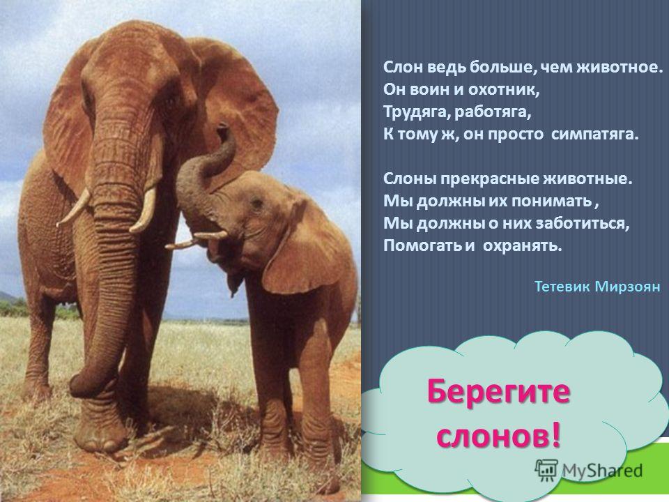 Хотя у слонов нет врагов в дикой природе, они занесены в Международную Красную книгу и являются охраняемыми животными