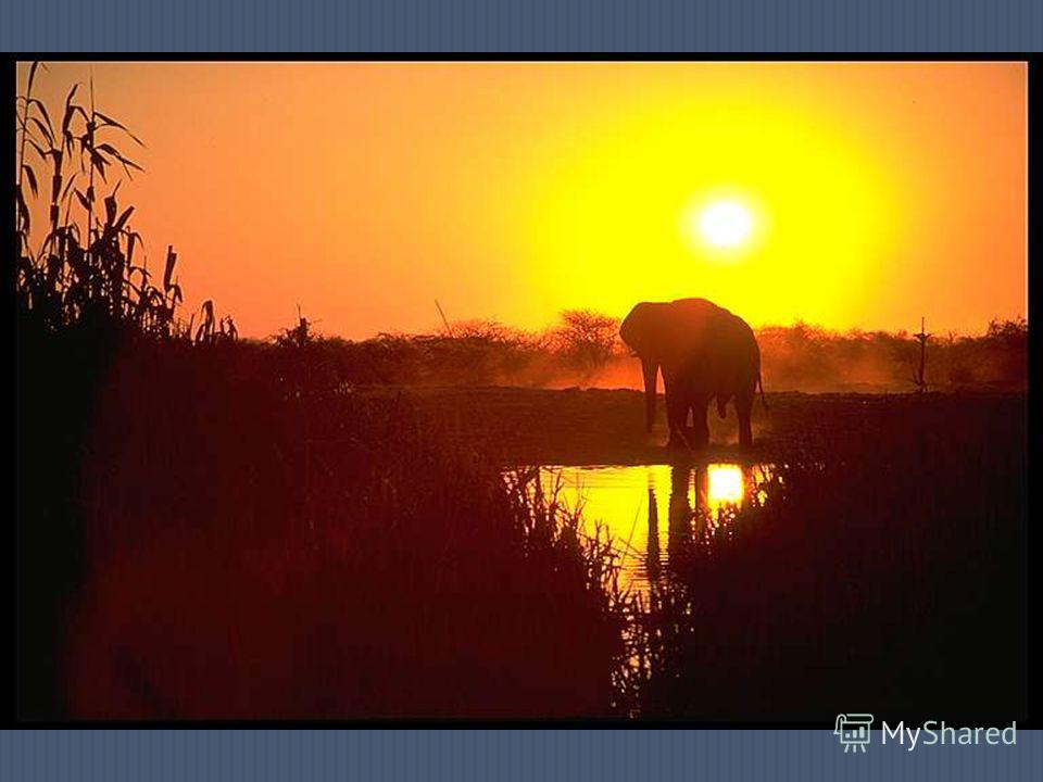 Берегите слонов ! Слон ведь больше, чем животное. Он воин и охотник, Трудяга, работяга, К тому ж, он просто симпатяга. Слоны прекрасные животные. Мы должны их понимать, Мы должны о них заботиться, Помогать и охранять. Тетевик Мирзоян