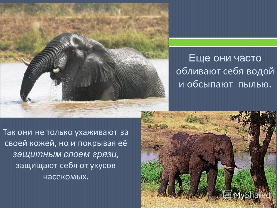 Слон съедает до 250 кг травы, веток и другого растительного корма в день. Кроме этого, каждый день он выпивает около 180 л воды