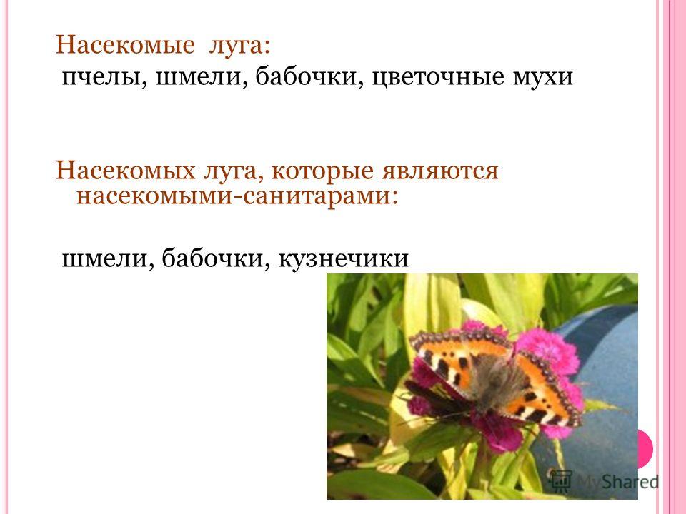 Насекомые луга: пчелы, шмели, бабочки, цветочные мухи Насекомых луга, которые являются насекомыми-санитарами: шмели, бабочки, кузнечики