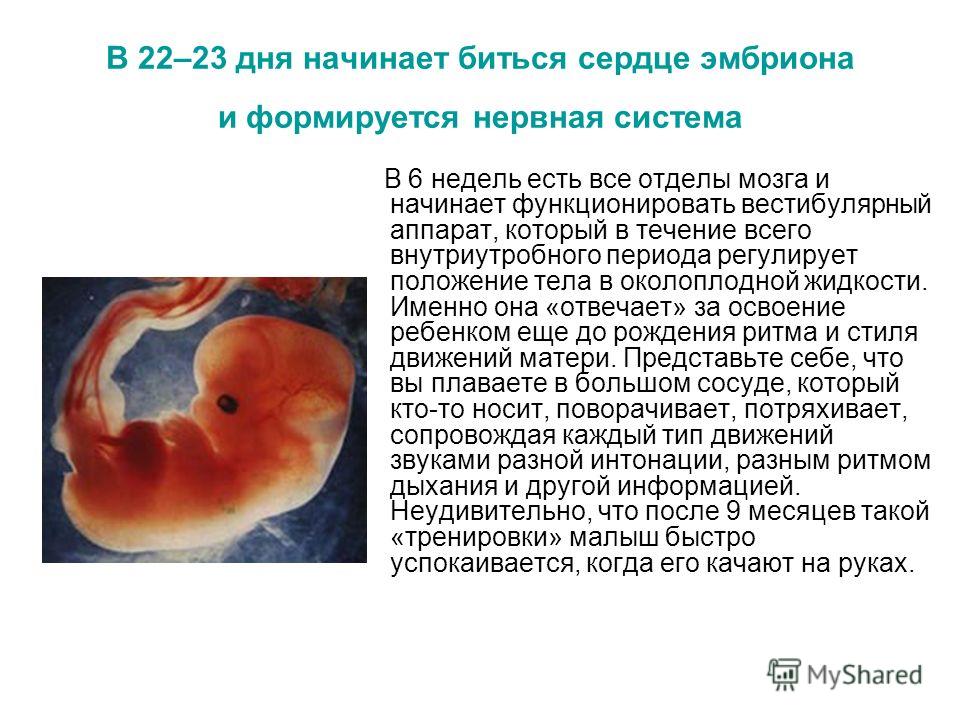 В 22–23 дня начинает биться сердце эмбриона и формируется нервная система В 6 недель есть все отделы мозга и начинает функционировать вестибулярный аппарат, который в течение всего внутриутробного периода регулирует положение тела в околоплодной жидк
