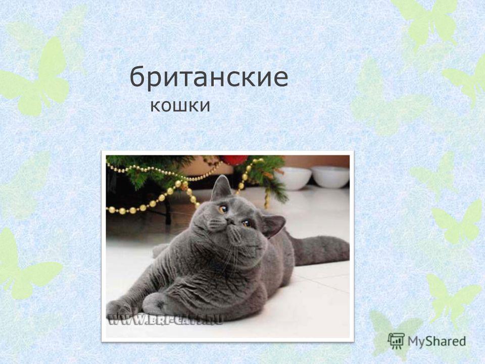 Британская Кошек Фото И Названия Британская Кошек Фото И Названия