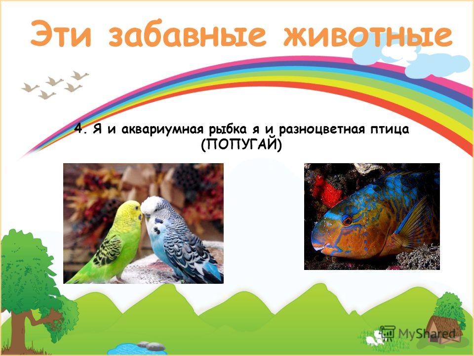Эти забавные животные 4. Я и аквариумная рыбка я и разноцветная птица (ПОПУГАЙ)