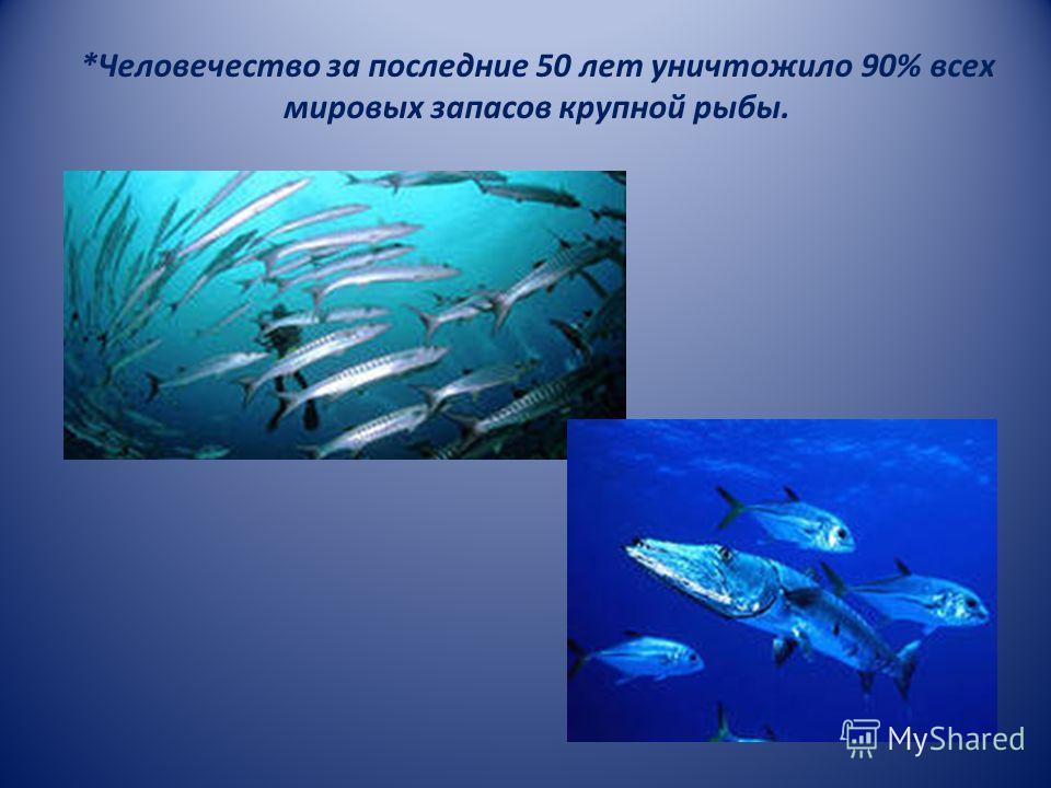 *Человечество за последние 50 лет уничтожило 90% всех мировых запасов крупной рыбы.