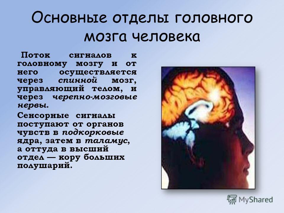 Основные отделы головного мозга человека Поток сигналов к головному мозгу и от него осуществляется через спинной мозг, управляющий телом, и через черепно-мозговые нервы. Сенсорные сигналы поступают от органов чувств в подкорковые ядра, затем в таламу