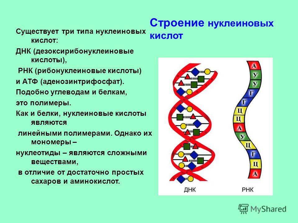 Существует три типа нуклеиновых кислот: ДНК (дезоксирибонуклеиновые кислоты), РНК (рибонуклеиновые кислоты) и АТФ (аденозинтрифосфат). Подобно углеводам и белкам, это полимеры. Как и белки, нуклеиновые кислоты являются линейными полимерами. Однако их