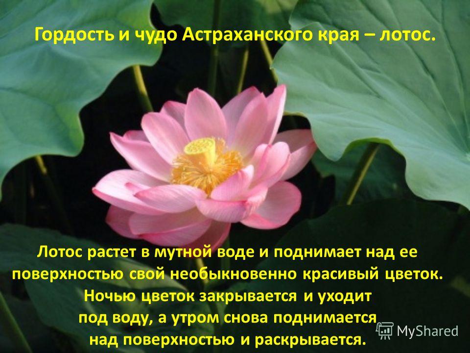 Лотос растет в мутной воде и поднимает над ее поверхностью свой необыкновенно красивый цветок. Ночью цветок закрывается и уходит под воду, а утром снова поднимается над поверхностью и раскрывается. Гордость и чудо Астраханского края – лотос.