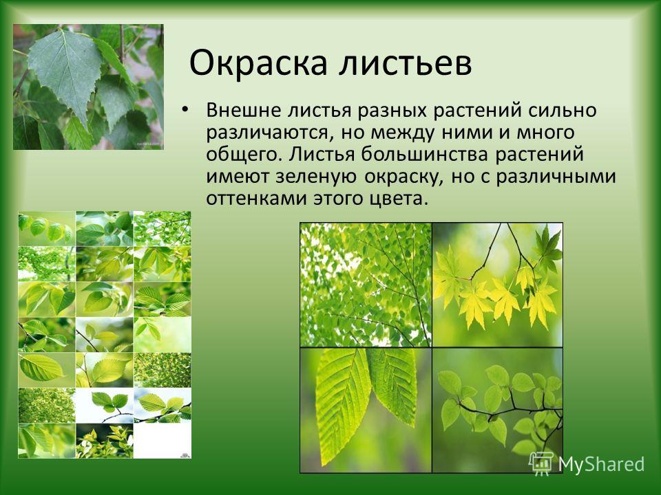 Окраска листьев Внешне листья разных растений сильно различаются, но между ними и много общего. Листья большинства растений имеют зеленую окраску, но с различными оттенками этого цвета.