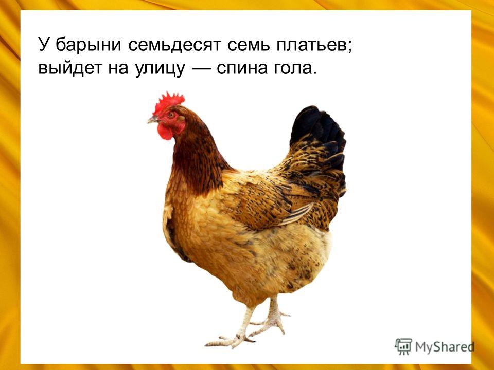 Что делать если куры prokyrru