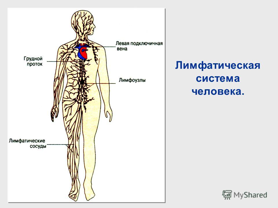 Лимфатическая система человека.