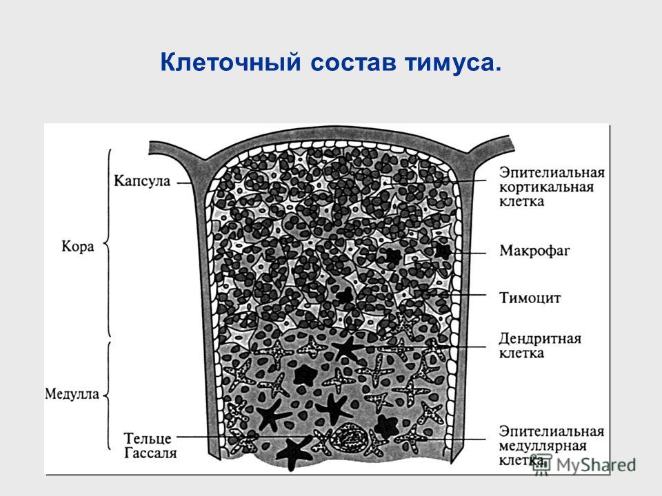 Клеточный состав тимуса.