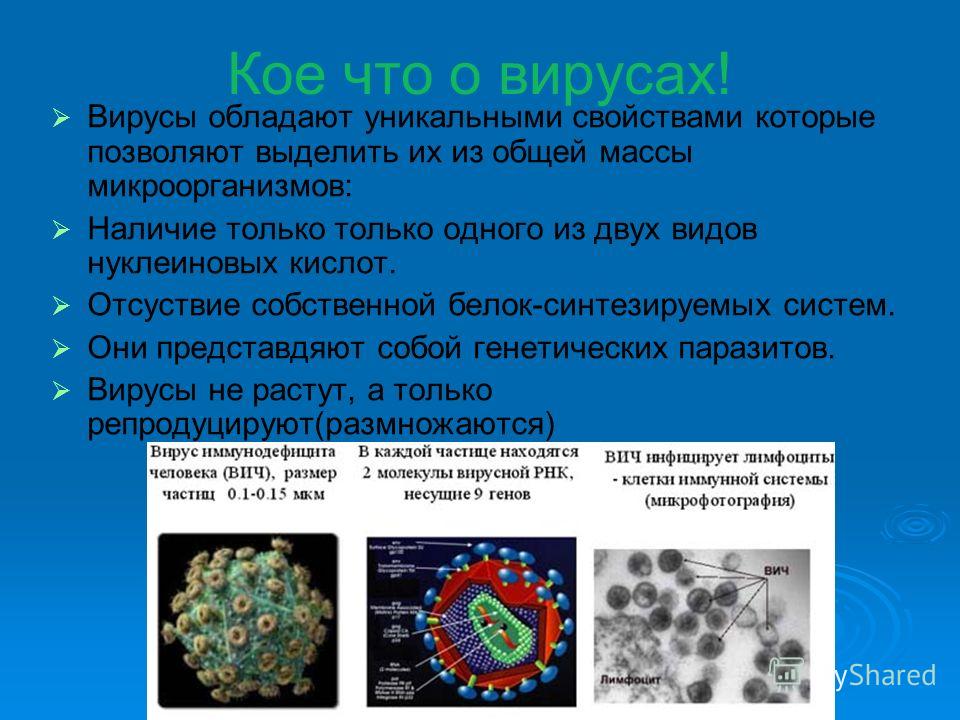 Кое что о вирусах! Вирусы обладают уникальными свойствами которые позволяют выделить их из общей массы микроорганизмов: Наличие только только одного из двух видов нуклеиновых кислот. Отсуствие собственной белок-синтезируемых систем. Они представдяют 