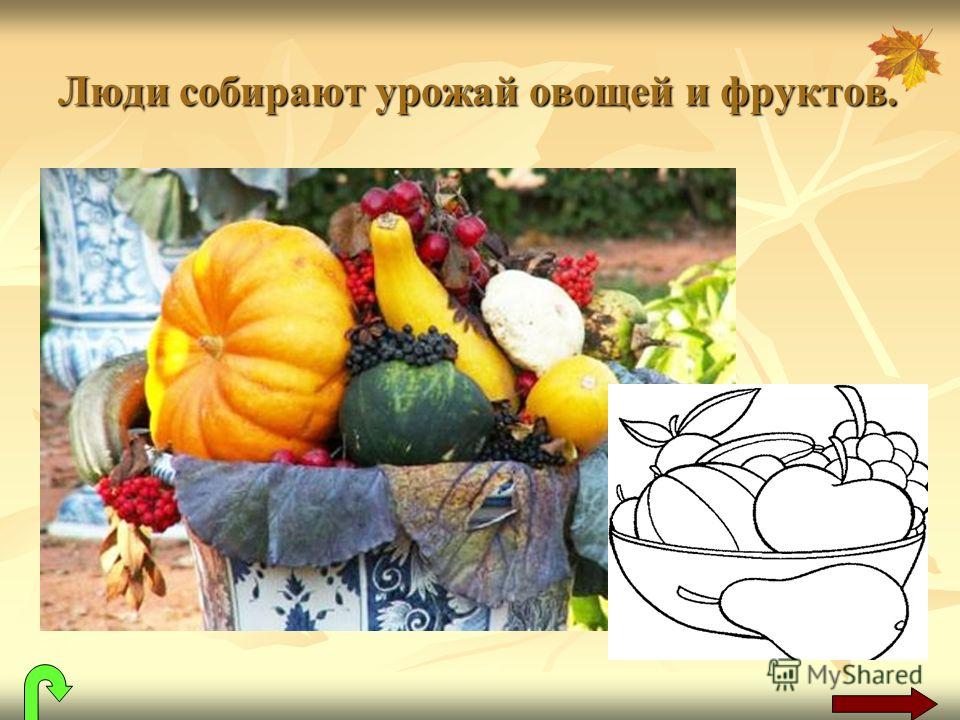 Люди собирают урожай овощей и фруктов.