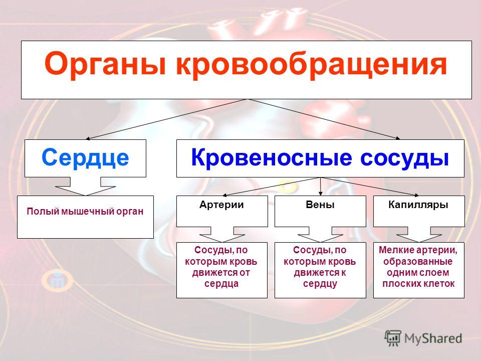 Таблетки от вен на ногах флебодиа