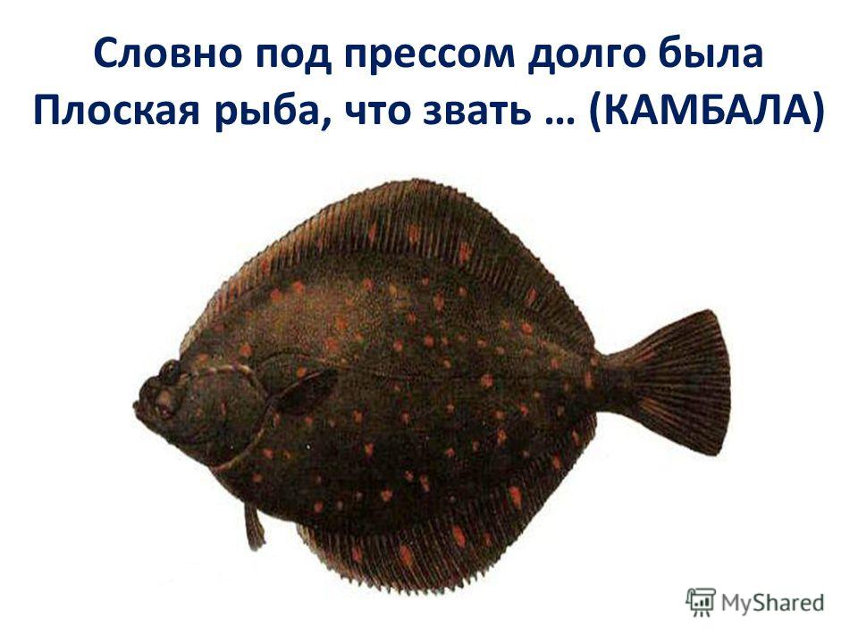 Словно под прессом долго была Плоская рыба, что звать … (КАМБАЛА)