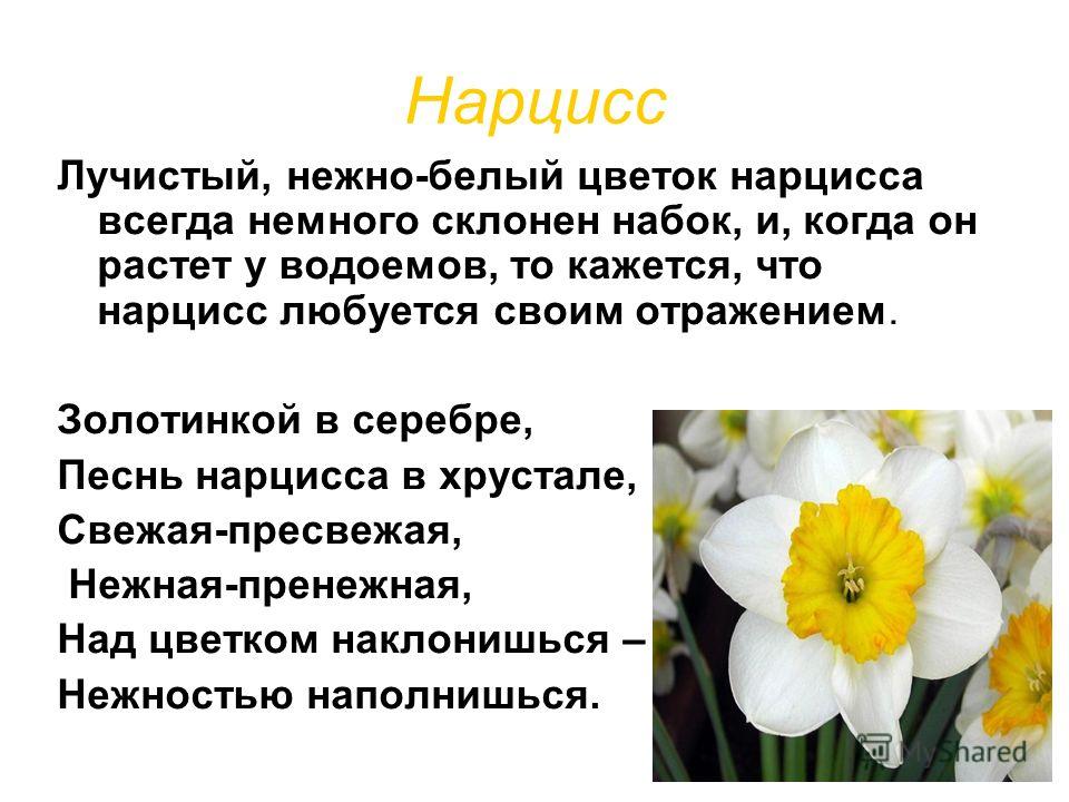 Нарцисс Лучистый, нежно-белый цветок нарцисса всегда немного склонен набок, и, когда он растет у водоемов, то кажется, что нарцисс любуется своим отражением. Золотинкой в серебре, Песнь нарцисса в хрустале, Свежая-пресвежая, Нежная-пренежная, Над цве