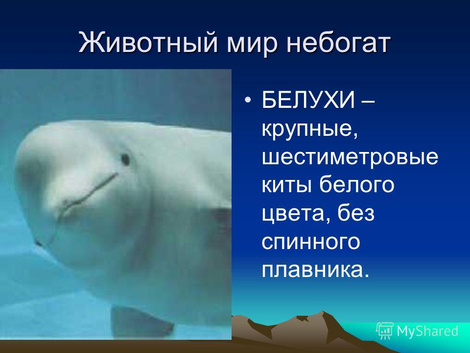 Животный мир небогат БЕЛУХИ – крупные, шестиметровые киты белого цвета, без спинного плавника.