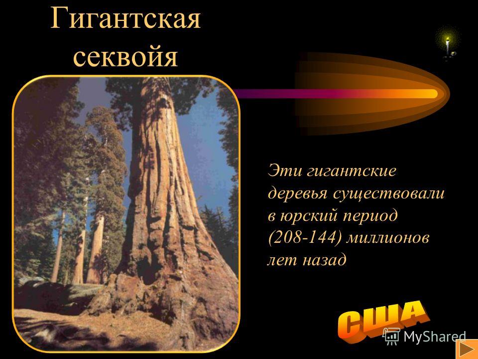 Гигантская секвойя Эти гигантские деревья существовали в юрский период (208-144) миллионов лет назад