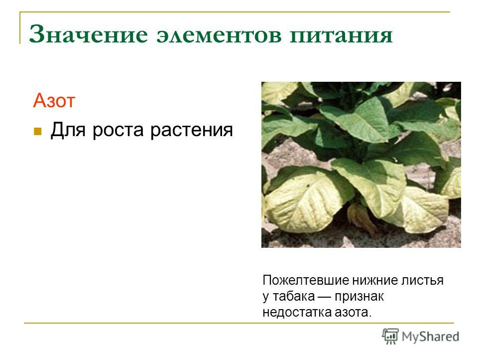 Значение элементов питания Азот Для роста растения Пожелтевшие нижние листья у табака признак недостатка азота.