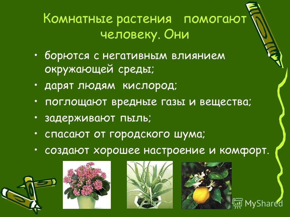 Вредные Комнатные Растения Для Человека Фото Вредные Комнатные Растения Для Человека Фото