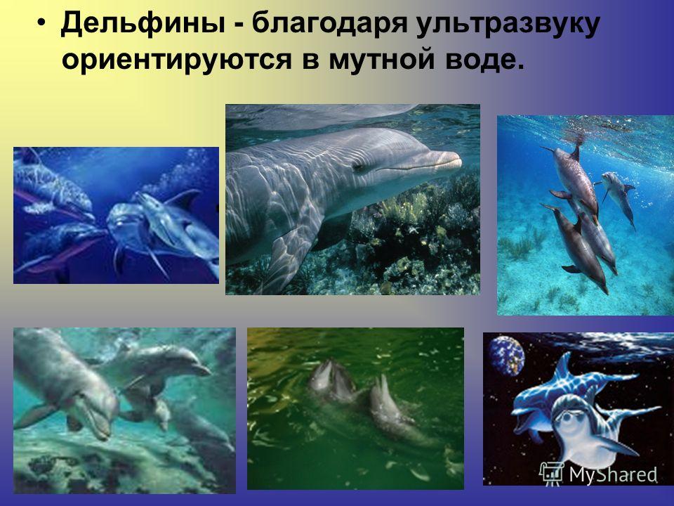 Дельфины - благодаря ультразвуку ориентируются в мутной воде.