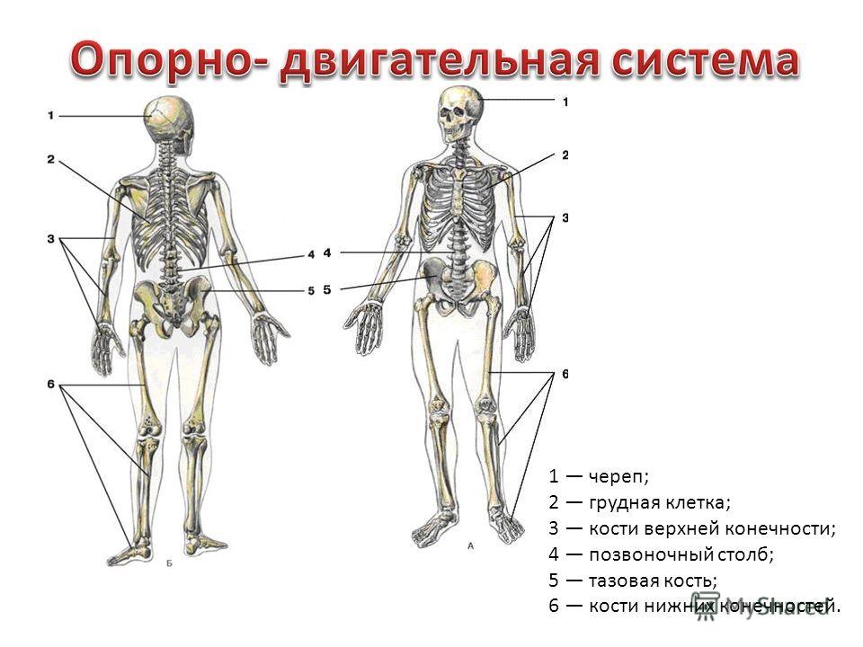 1 череп; 2 грудная клетка; 3 кости верхней конечности; 4 позвоночный столб; 5 тазовая кость; 6 кости нижних конечностей.