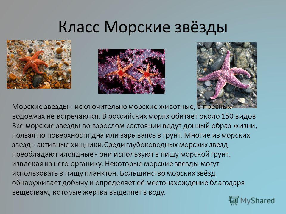 Класс Морские звёзды Морские звезды - исключительно морские животные, в пресных водоемах не встречаются. В российских морях обитает около 150 видов Все морские звезды во взрослом состоянии ведут донный образ жизни, ползая по поверхности дна или зарыв