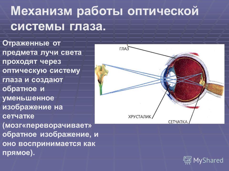 Механизм работы оптической системы глаза. Отраженные от предмета лучи света проходят через оптическую систему глаза и создают обратное и уменьшенное изображение на сетчатке (мозг«переворачивает» обратное изображение, и оно воспринимается как прямое).