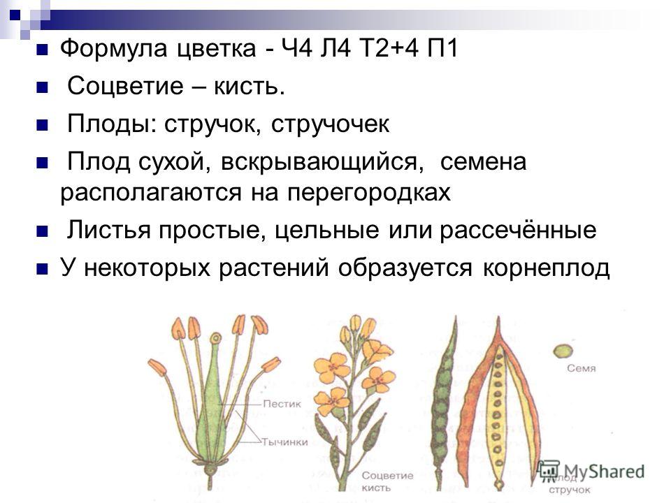 БИОЛОГИЧЕСКИЙ ОТДЕЛ ЦЕНТРА ПЕДАГОГИЧЕСКОГО МАСТЕРСТВА