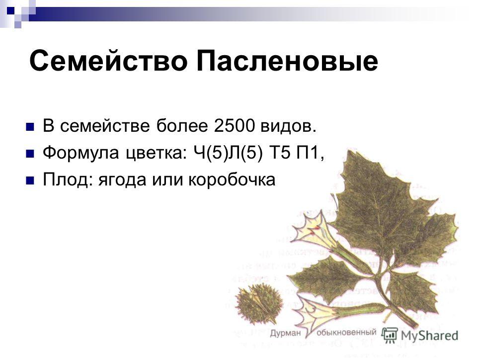 Семейство Пасленовые В семействе более 2500 видов. Формула цветка: Ч(5)Л(5) Т5 П1, Плод: ягода или коробочка