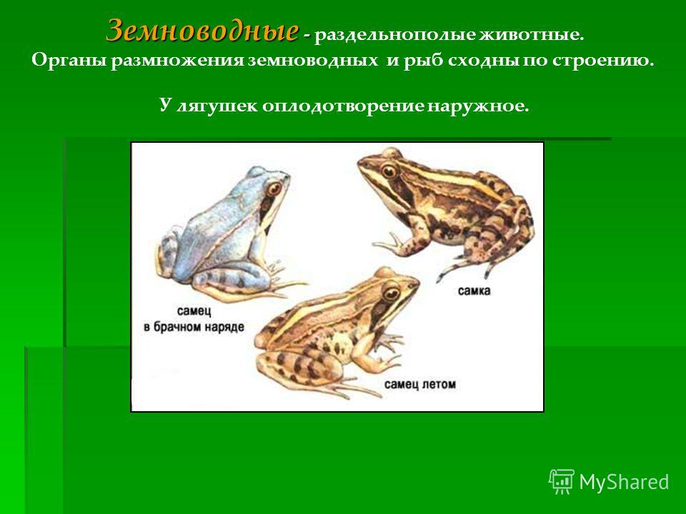 Земноводные - Земноводные - раздельнополые животные. Органы размножения земноводных и рыб сходны по строению. У лягушек оплодотворение наружное.