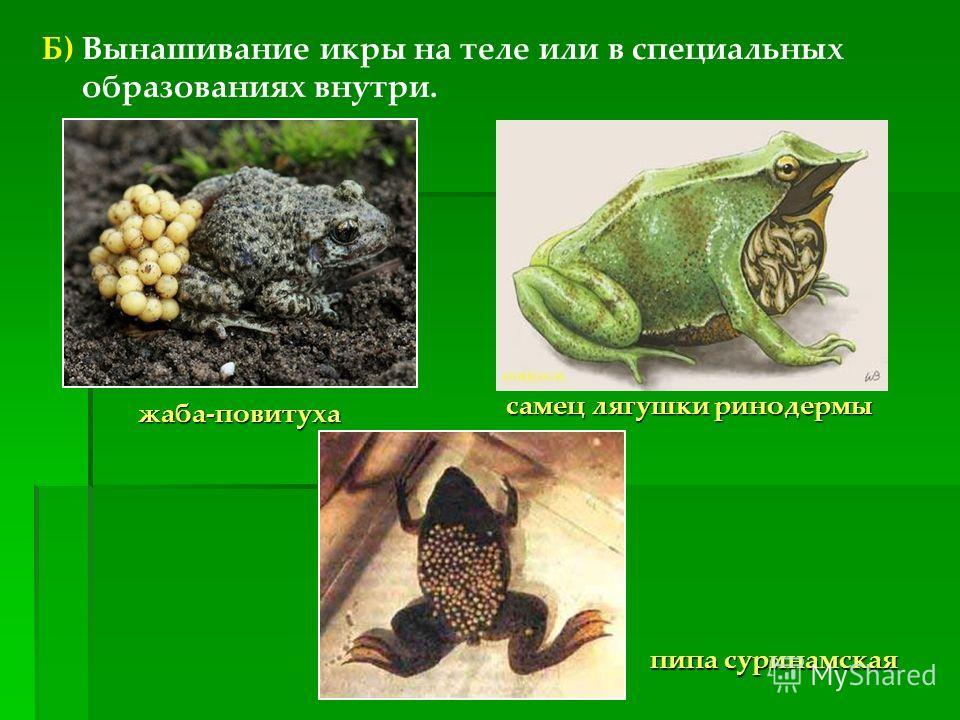 Б) Вынашивание икры на теле или в специальных образованиях внутри. жаба-повитуха самец лягушки ринодермы пипа суринамская