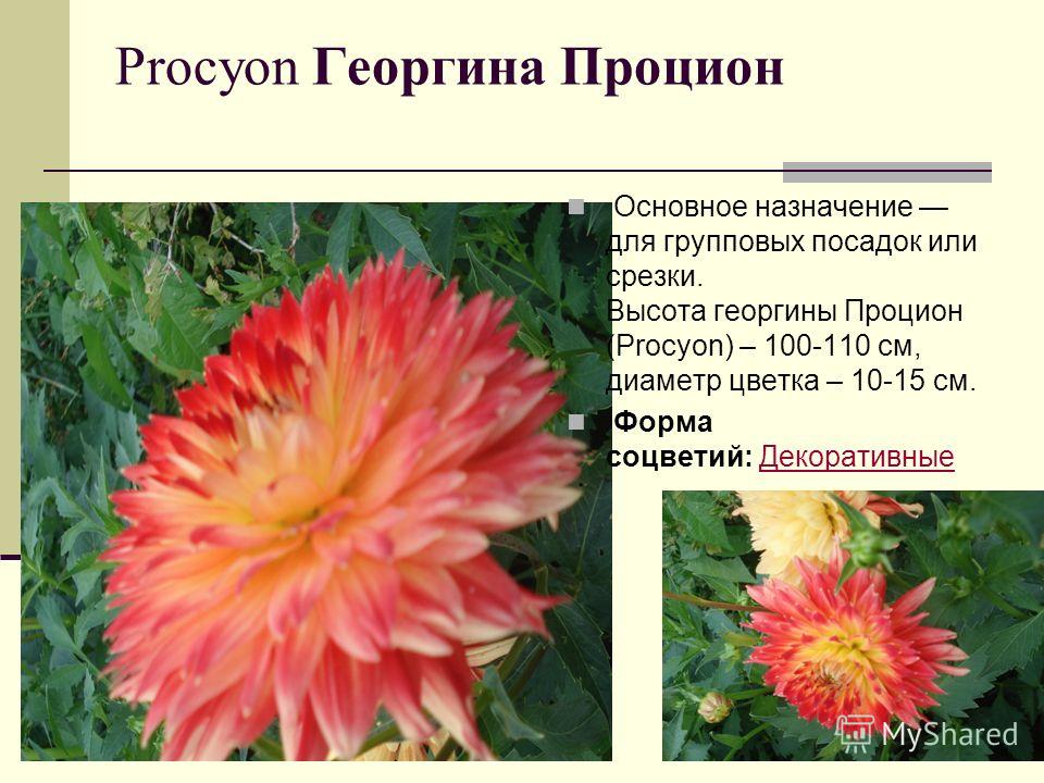 Procyon Георгина Процион Основное назначение для групповых посадок или срезки. Высота георгины Процион (Procyon) – 100-110 см, диаметр цветка – 10-15 см. Форма соцветий: ДекоративныеДекоративные