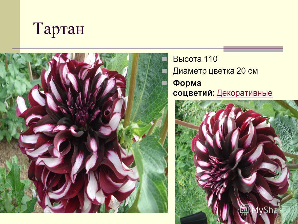 Тартан Высота 110 Диаметр цветка 20 см Форма соцветий: ДекоративныеДекоративные