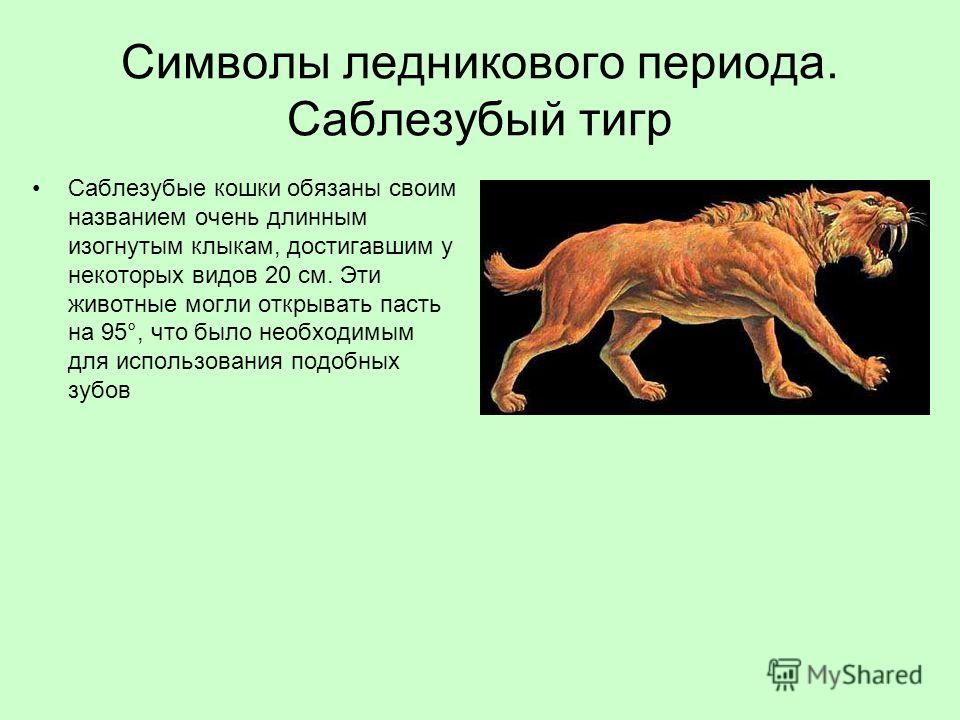 Символы ледникового периода. Саблезубый тигр Саблезубые кошки обязаны своим названием очень длинным изогнутым клыкам, достигавшим у некоторых видов 20 см. Эти животные могли открывать пасть на 95°, что было необходимым для использования подобных зубо