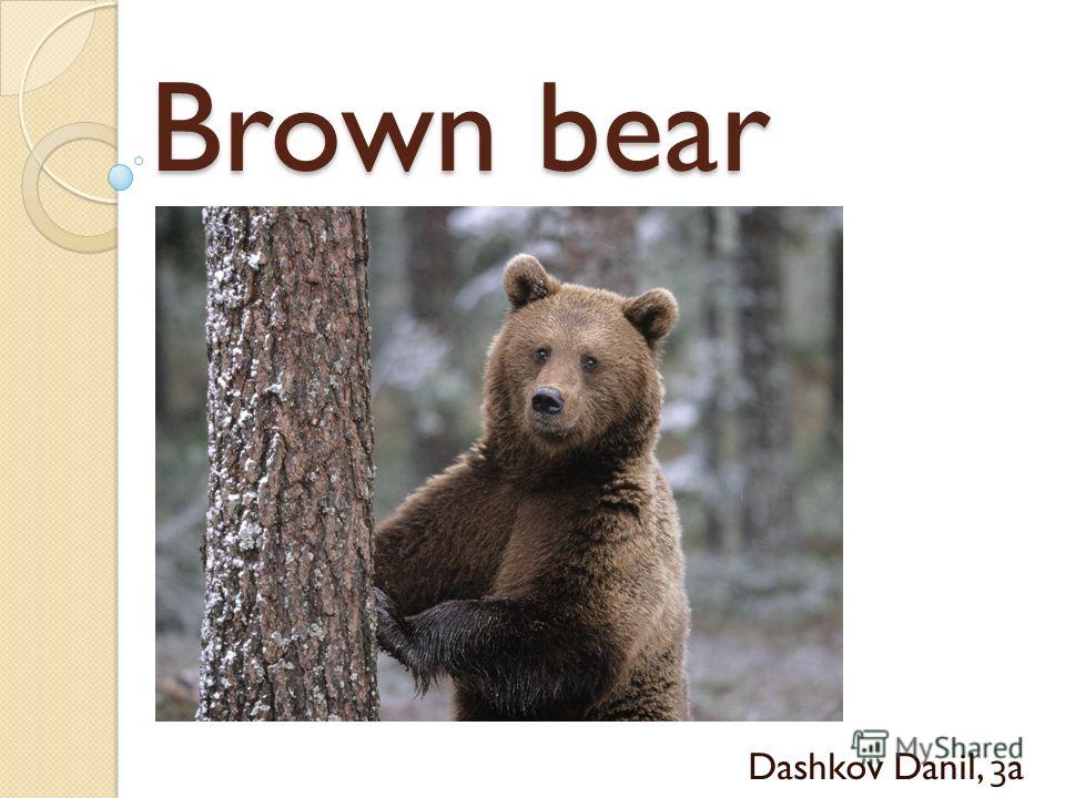 Brown bear Dashkov Danil, 3a