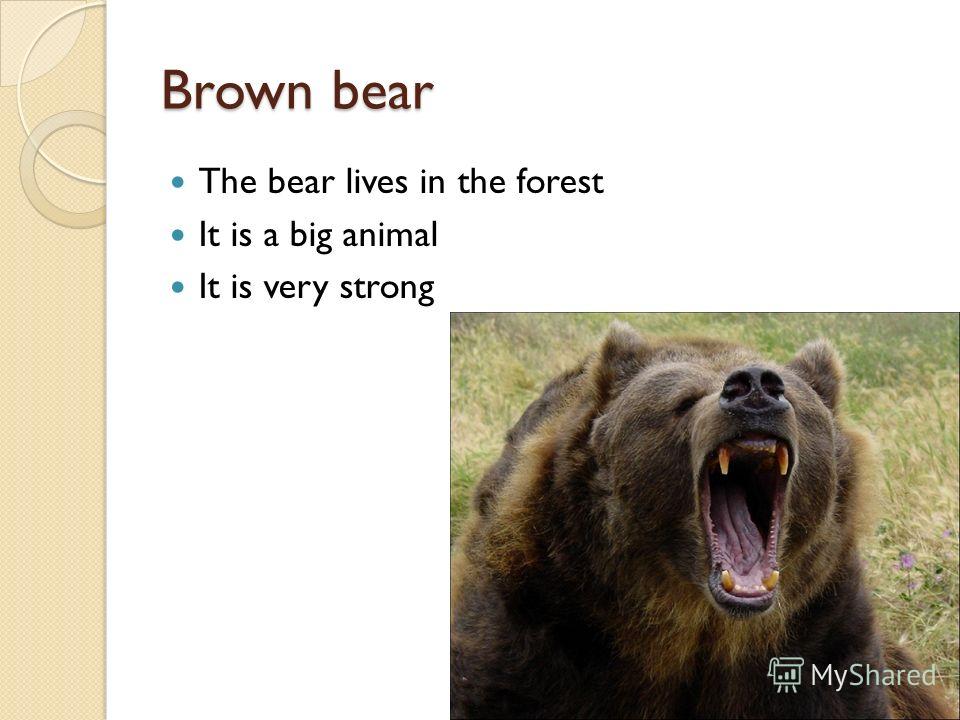 Brown bear The bear lives in the forest It is a big animal It is very strong