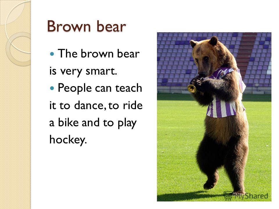 Brown bear The brown bear is very smart. People can teach it to dance, to ride a bike and to play hockey.