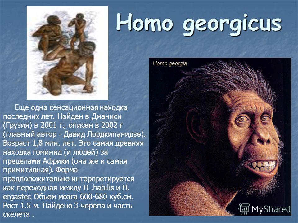 Homo georgicus Еще одна сенсационная находка последних лет. Найден в Дманиси (Грузия) в 2001 г., описан в 2002 г (главный автор - Давид Лордкипанидзе). Возраст 1,8 млн. лет. Это самая древняя находка гоминид (и людей) за пределами Африки (она же и са