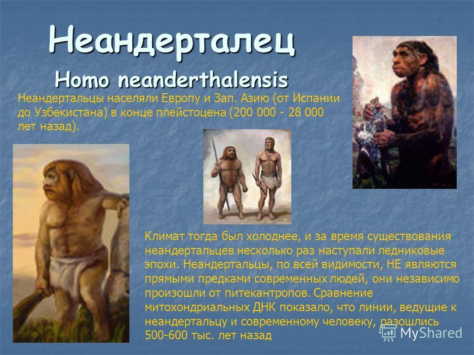 Неандерталец Нomo neanderthalensis Неандертальцы населяли Европу и Зап. Азию (от Испании до Узбекистана) в конце плейстоцена (200 000 - 28 000 лет назад). Климат тогда был холоднее, и за время существования неандертальцев несколько раз наступали ледн