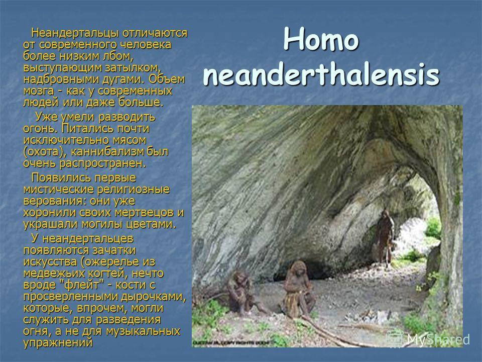 Нomo neanderthalensis Неандертальцы отличаются от современного человека более низким лбом, выступающим затылком, надбровными дугами. Объем мозга - как у современных людей или даже больше. Неандертальцы отличаются от современного человека более низким