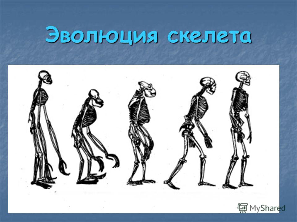 Эволюция скелета