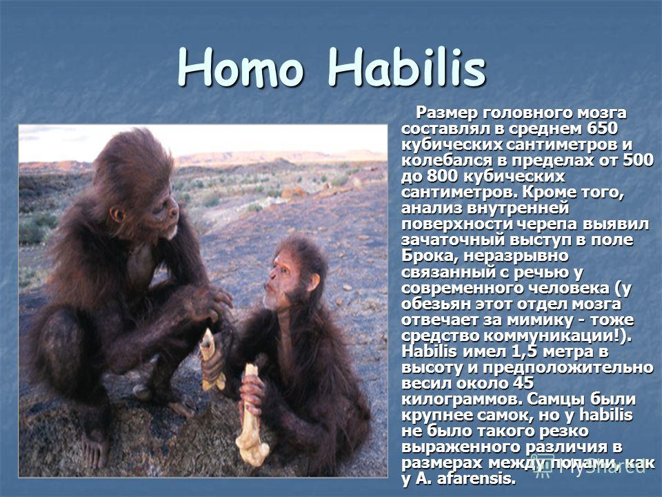 Homo Habilis Размер головного мозга составлял в среднем 650 кубических сантиметров и колебался в пределах от 500 до 800 кубических сантиметров. Кроме того, анализ внутренней поверхности черепа выявил зачаточный выступ в поле Брока, неразрывно связанн