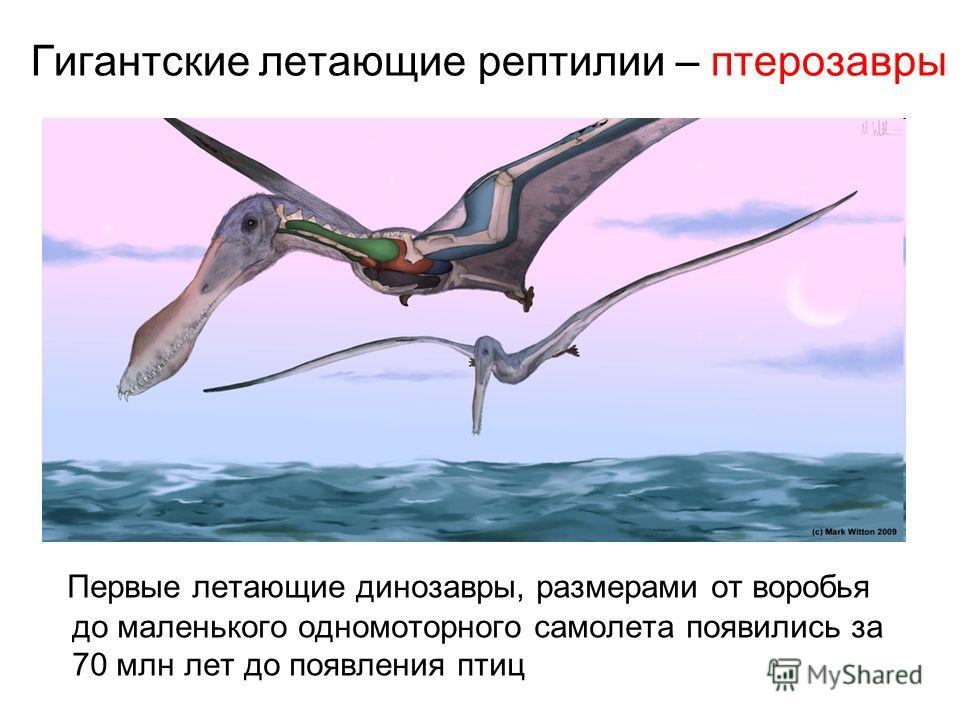Гигантские летающие рептилии – птерозавры Первые летающие динозавры, размерами от воробья до маленького одномоторного самолета появились за 70 млн лет до появления птиц